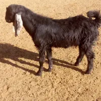 بز اسراییلی باکره نر