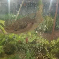 گورامی جاینت|ماهی|اردبیل, |دیوار