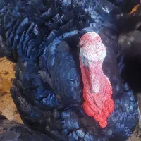 بوقلمون دوساله محلی