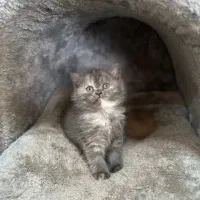 بریتیش بلو کرم|گربه|لاهیجان, شیشه گران|دیوار