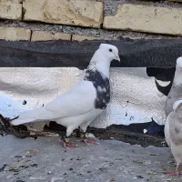 تعدادی کبوتر