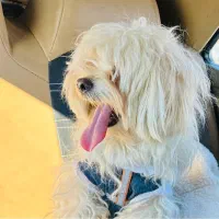 واگذاری شیتزو عروسکی نر شناسنامه دار تربیت شده