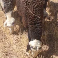 دو عدد قوچ یک سال|حیوانات مزرعه|سربند, |دیوار