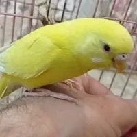 چشم قرمز مرغ عشق|پرنده|بندر امام خمینی, |دیوار