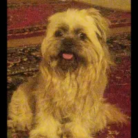 واگزاری داشتی سگ پا کوتاه  تحویل میگیرم