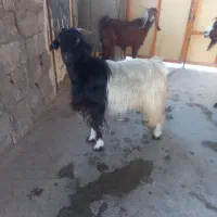 سه تا بز خوب در خونه ای