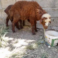 دوعددبره ماده سالم