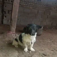 سگ پاکوتاه ماده