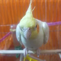 عروس هلندی|پرنده|شمیل, |دیوار