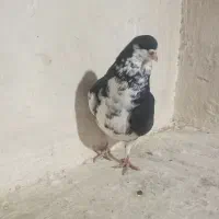 کبوتر شهری یال خوشرنگ سیاه سوسنی قهوه ای|پرنده|شیراز, شهرک جماران|دیوار