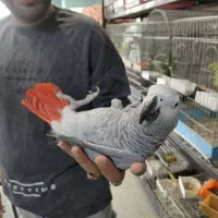 طوطی کاکادو کایک آرا کاسکو سنگال دستی سخنگو