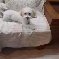 هانی خانم مهربان و تربیت شده