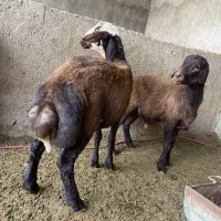 توقلی درجه یک پرواری