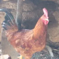 فقط معاوضه بامرغ یافریک|حیوانات مزرعه|محمدیه-قزوین, |دیوار