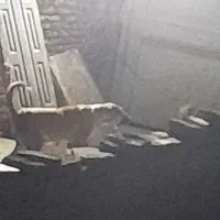 سگ ماده واگذاری