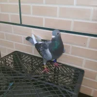 ماده مسافتی به روز نشسته