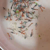 ماهی آکواریومی گوپی|ماهی|اهواز, کمپلو شمالی|دیوار