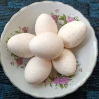 تخم بوقلمون طبیعی روستایی
