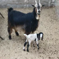 بز کهره دار جوان داشتی