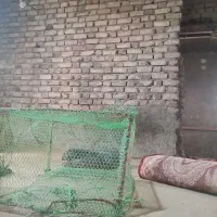 تو ماهی گیری