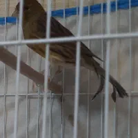 قناری سبز