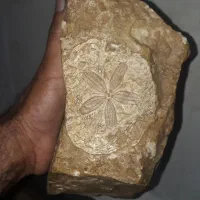 فسیل های ملیون ساله