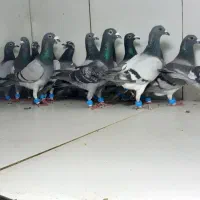 دسته ۱۵تایی نر  آلمانی