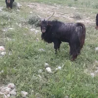 فروش ۶راس پازن درجه یک