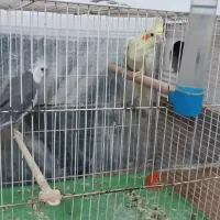 عروس هلندی|پرنده|مشهد, کارگران|دیوار