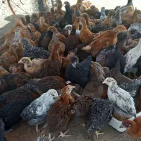 جوجه اصلاح نژاد مرغ و خروس نژاد محلی