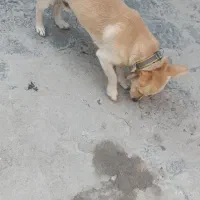 سگ پاکوتاه نر|سگ|خان ببین, |دیوار