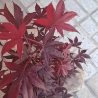درختچه افرا