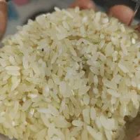 برنج کامفیروزی