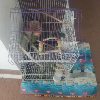 طوطی کوتوله برزیلی|پرنده|ملارد, |دیوار