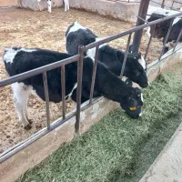 فروش۱۱راس گوساله نردرجه یک