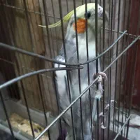 عروس هلندی|پرنده|اسلام‌شهر, شهرک مصطفی خمینی|دیوار