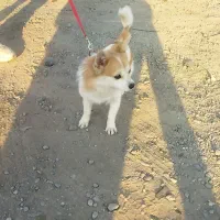 اشپیتز پامر جیبی آپارتمانی واگذاری