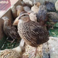 بلدرچین