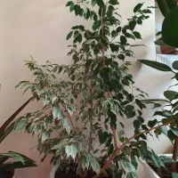 گل و گیاه خانگی بزرگ|گل و گیاه طبیعی|اسکو, |دیوار