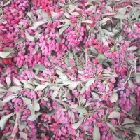 زرشک تازه|خوردنی و آشامیدنی|درمیان, |دیوار