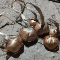 پیاز زعفران