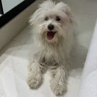 واگذاری سگ شیتزو