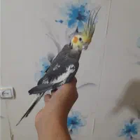 عروس هلندی