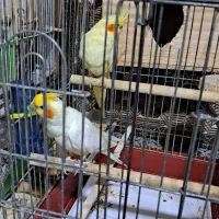 عروس  لوتینو جفت ویک عدد تکی ماده همه 2700حراج