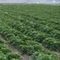 کاهو صادراتی