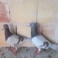 کفتر.پرنده.