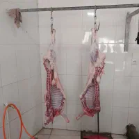 گوشت تازه بره ( قصابی )