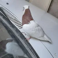 طوقی