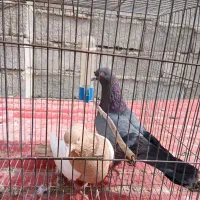 کبوتر|پرنده|جیرفت, |دیوار