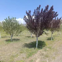 باغ|فروش زمین و ملک کلنگی|دینور, |دیوار